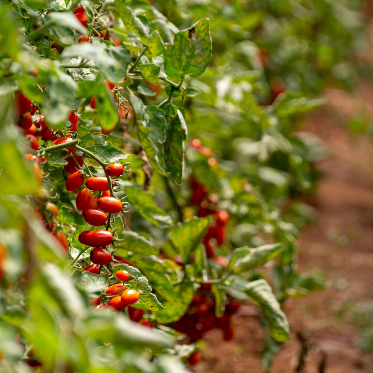 I Deliziosi Datterini Secchi Sott'Olio Bio: Un Viaggio nel Cuore della Sicilia - Sua Maestà Sicilia