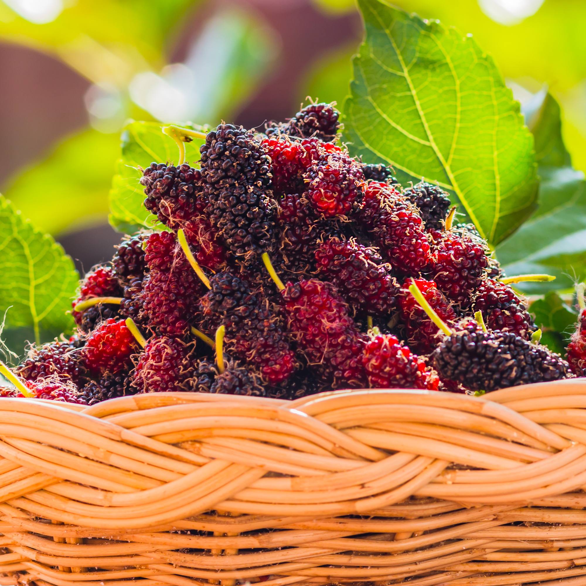 La delizia della composta dei gelsi neri di Sicilia - Sua Maestà Sicilia